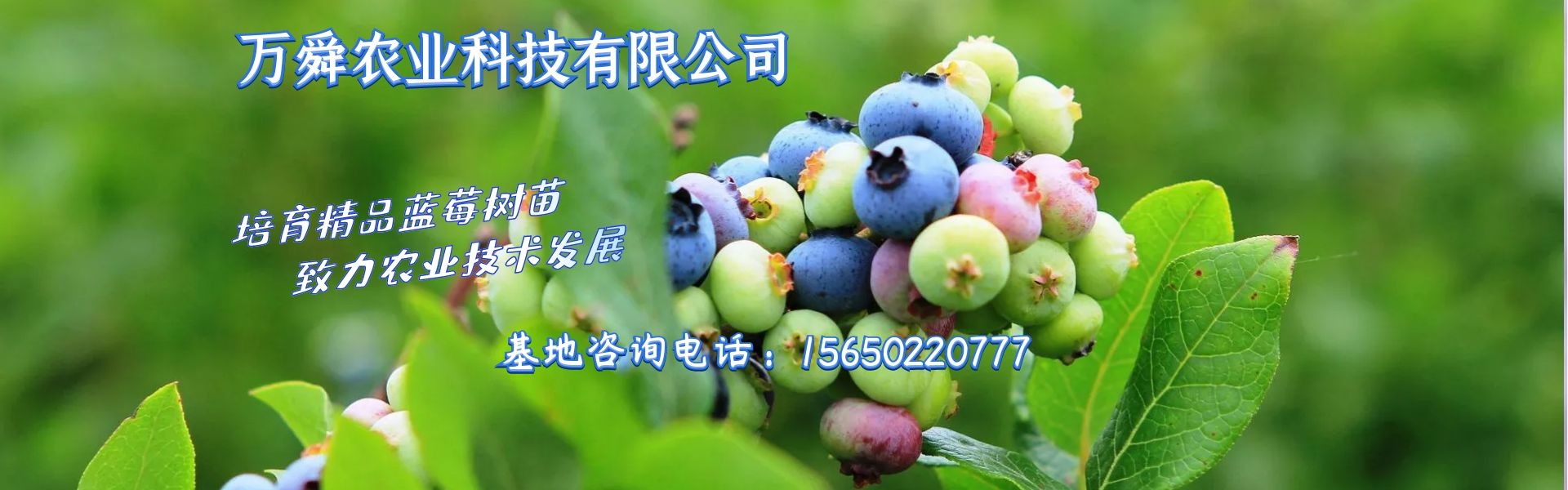 易優(yōu)模板庫