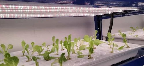 中農富興精品案例 開封愛思嘉農業嘉年華植物工廠組培室花卉項目