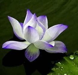 夏日清荷入軒窗——花之軒荷花盆景選購與養護指南