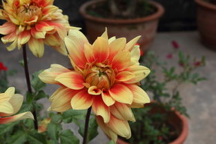 花卉 自然的詩篇與生命的禮贊