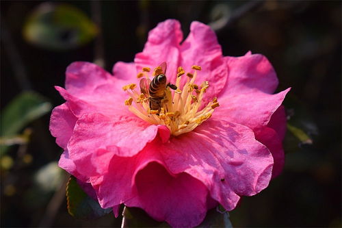花卉盆景 方寸之間的自然藝術