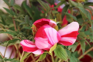 景山偶遇 盆景之韻，方寸間的自然華章