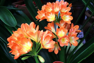 花卉之美 自然贈予人間的詩篇