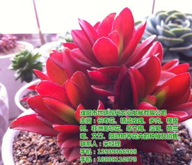 安陽地區種苗與盆景企業名錄及資源指南