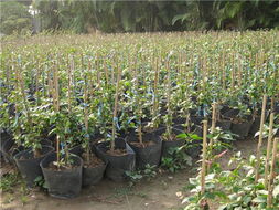 走進花卉世界網 探訪廣東省江門市新會苗木場的花卉產品展示