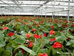 家彬溫室大棚 您的高品質花卉大棚供應專家與盆景種植伙伴