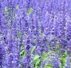 園林綠化新寵——優質草花鼠尾草的魅力與價值