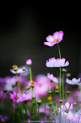 35mm定焦鏡頭下的微觀詩畫 花卉與盆景生態攝影進階指南